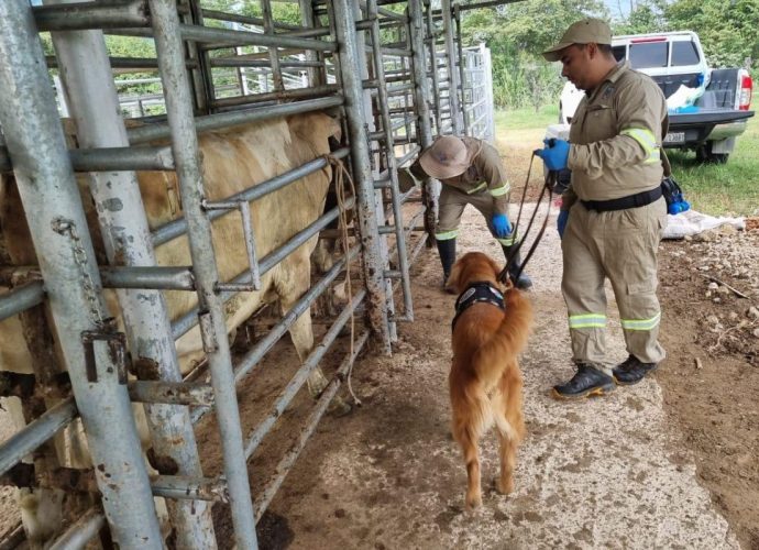 Actuar y detectar, acciones clave a un mes del primer caso de Gusano Barrenador del Ganado