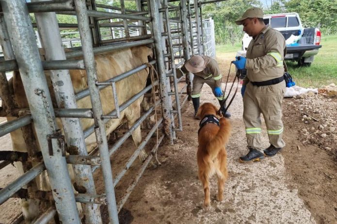 Actuar y detectar, acciones clave a un mes del primer caso de Gusano Barrenador del Ganado