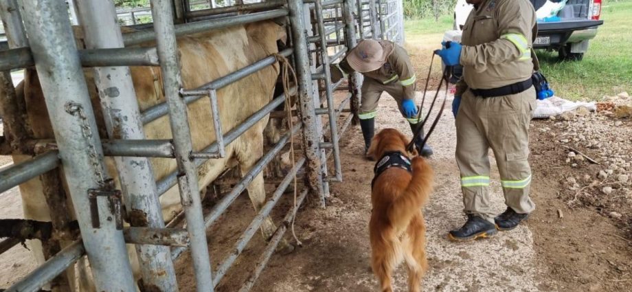 Actuar y detectar, acciones clave a un mes del primer caso de Gusano Barrenador del Ganado