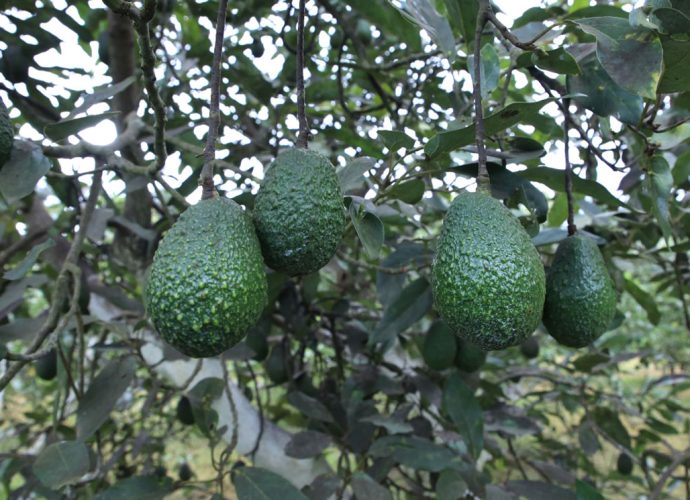 MAGA Facilita la Certificación Internacional de Productores de Aguacate para Expandir sus Exportaciones