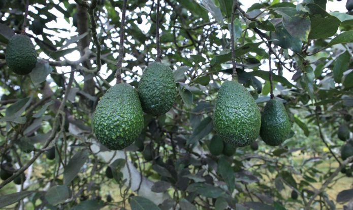 MAGA Facilita la Certificación Internacional de Productores de Aguacate para Expandir sus Exportaciones