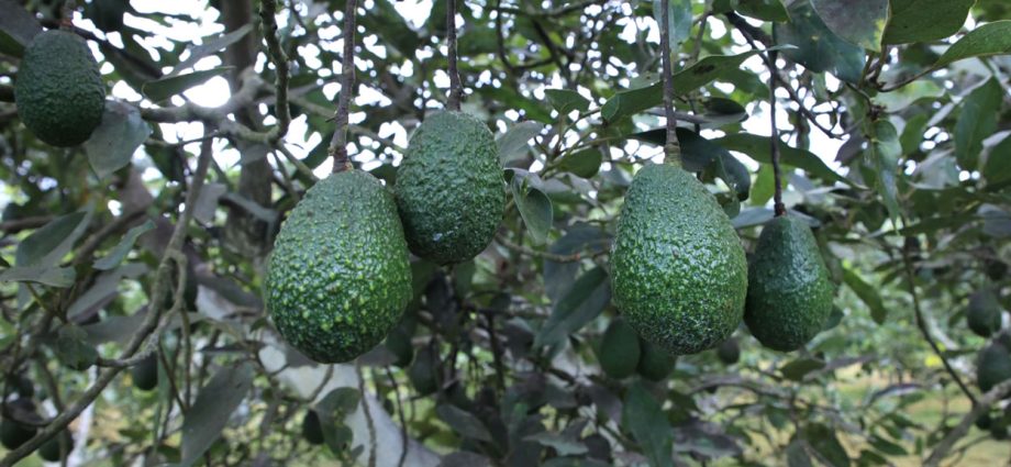 MAGA Facilita la Certificación Internacional de Productores de Aguacate para Expandir sus Exportaciones