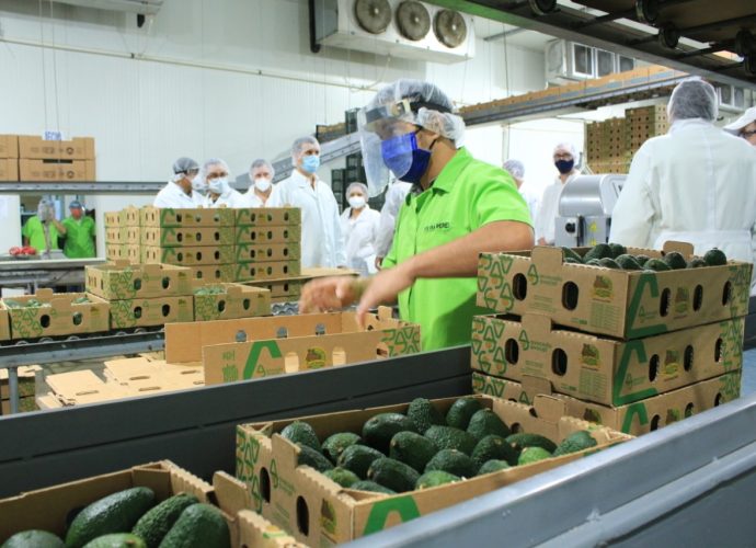 El fomento a la producción de aguacate Hass