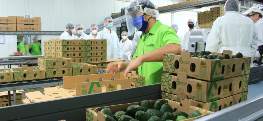 El fomento a la producción de aguacate Hass