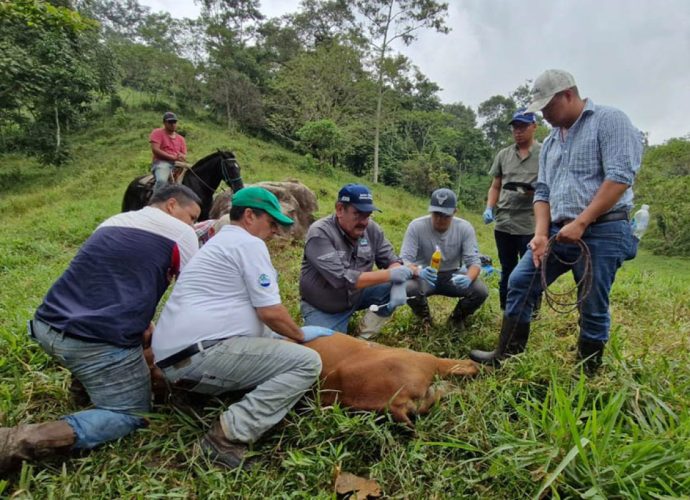 Se logra recuperar el 72% de los animales afectados por el Gusano Barrenador del Ganado