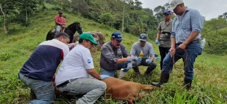 Se logra recuperar el 72% de los animales afectados por el Gusano Barrenador del Ganado