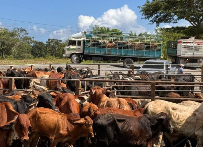 Acciones preventivas permiten detectar casos de Gusano Barrenador del Ganado