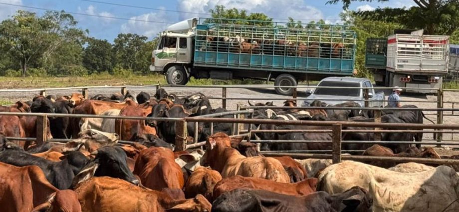 Acciones preventivas permiten detectar casos de Gusano Barrenador del Ganado