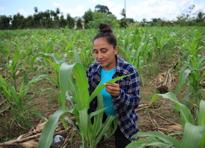 Entidades autorizadas para entregar el Crédito Tob’anik