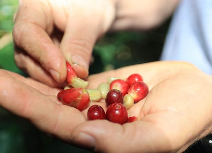 Café Guatemalteco Tradición de Esfuerzo y Precisión