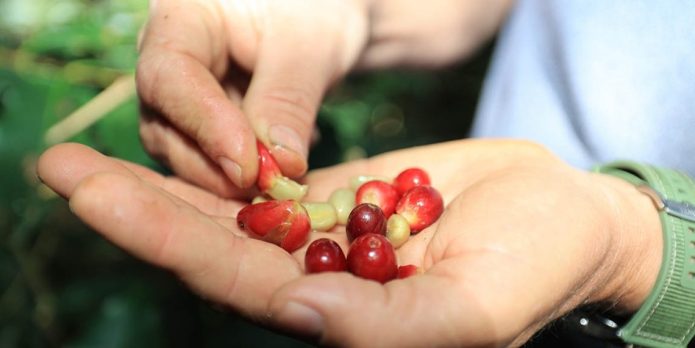 Café Guatemalteco Tradición de Esfuerzo y Precisión