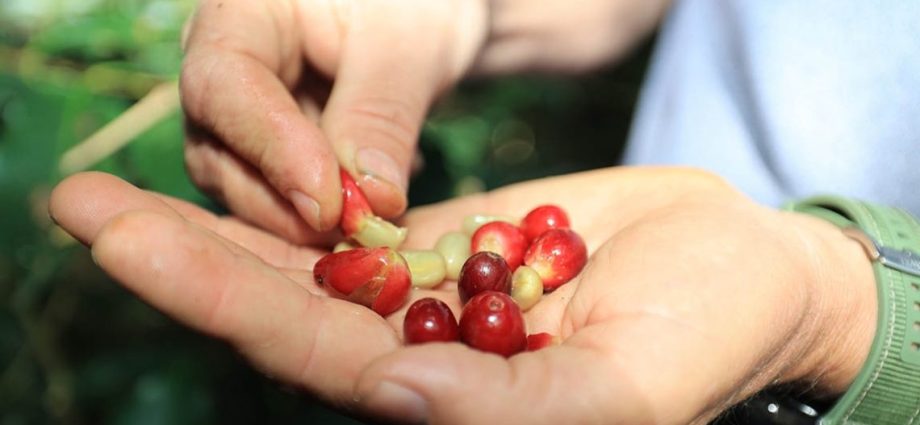 Café Guatemalteco Tradición de Esfuerzo y Precisión