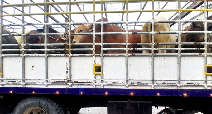 MAGA refuerza combate al gusano barrenador con moscas estériles