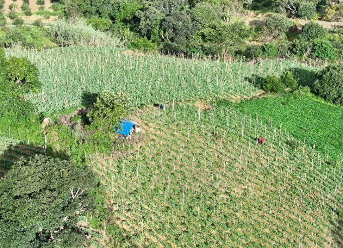 Canícula Impacta a Guatemala: MAGA Monitorea 181 Municipios por Baja de Lluvias