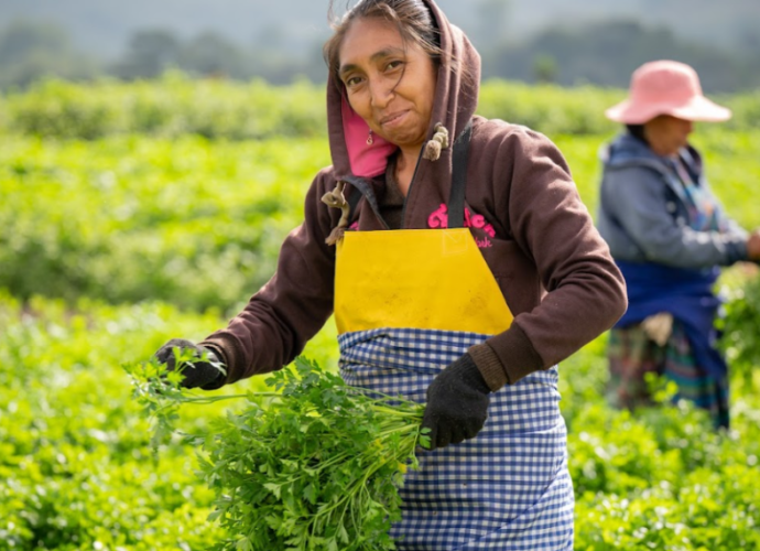 Crédito Tob’anik: respaldo financiero para productores agrícolas Crédito Tob’anik: respaldo financiero para productores agrícolas