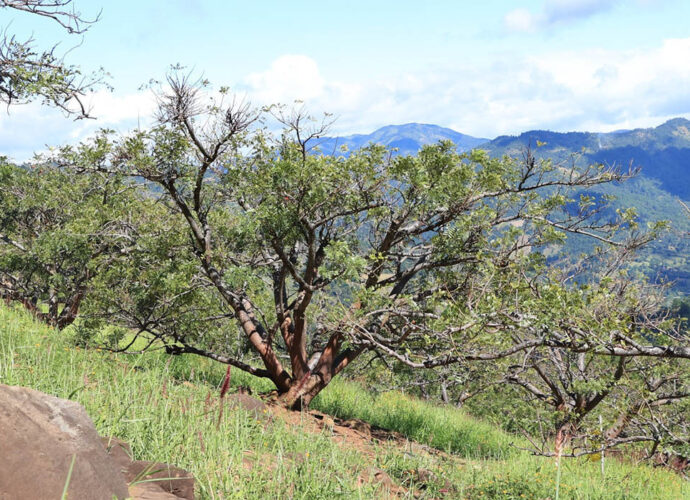 MAGA Alerta al Sector Agropecuario por Déficit de Humedad y Lluvias Irregulares MAGA Alerta al Sector Agropecuario por Déficit de Humedad y Lluvias Irregulares