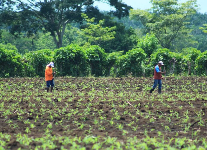 Autoridades Agrícolas Emiten Medidas Urgentes para Proteger Cosechas y Ganado ante el Clima Extremo Autoridades Agrícolas Emiten Medidas Urgentes para Proteger Cosechas y Ganado ante el Clima Extremo