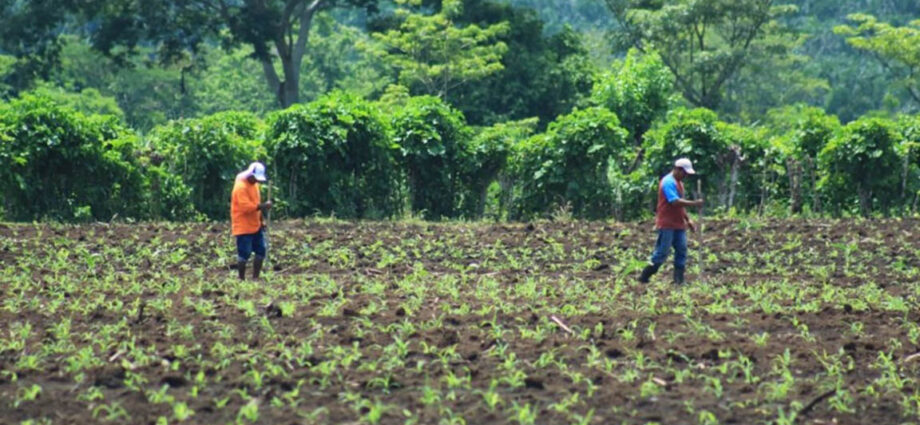 Autoridades Agrícolas Emiten Medidas Urgentes para Proteger Cosechas y Ganado ante el Clima Extremo