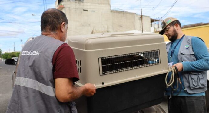Rescatan a Once Animales en Condiciones de Maltrato en la Zona 5 Capitalina Rescatan a Once Animales en Condiciones de Maltrato en la Zona 5 Capitalina