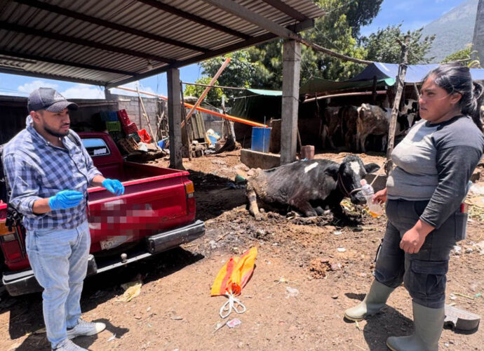 Gobierno intensifica vigilancia para contener el gusano barrenador Gobierno intensifica vigilancia para contener el gusano barrenador