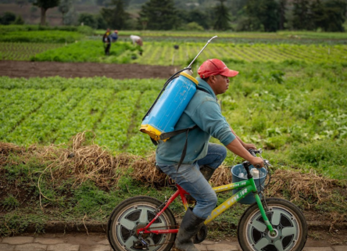 Crédito Tob’anik impulsa producción agrícola en Guatemala Crédito Tob’anik impulsa producción agrícola en Guatemala
