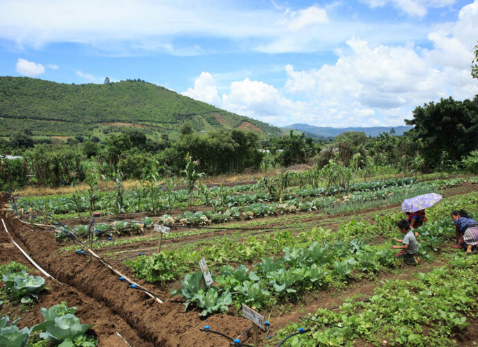 Clima Pone en Riesgo la Producción Agrícola: MAGA Emite Recomendaciones a Productores Clima Pone en Riesgo la Producción Agrícola: MAGA Emite Recomendaciones a Productores