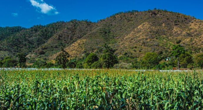 Alerta Nacional: El MAGA Monitorea 12 Departamentos por Riesgo de Saturación de Suelos Alerta Nacional: El MAGA Monitorea 12 Departamentos por Riesgo de Saturación de Suelos